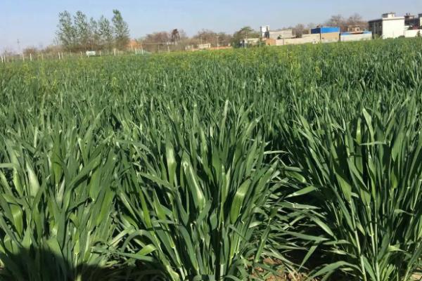 新冬54号小麦种子介绍，中等肥力以上水浇地块种植