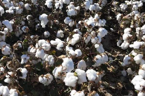 楚杂1028棉花种子特征特性，转基因品种