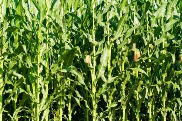 新玉52号玉米种子特点，亩种植密度5500株