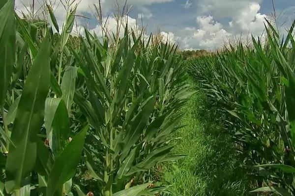 富尔116玉米种子简介，亩种植密度4500株