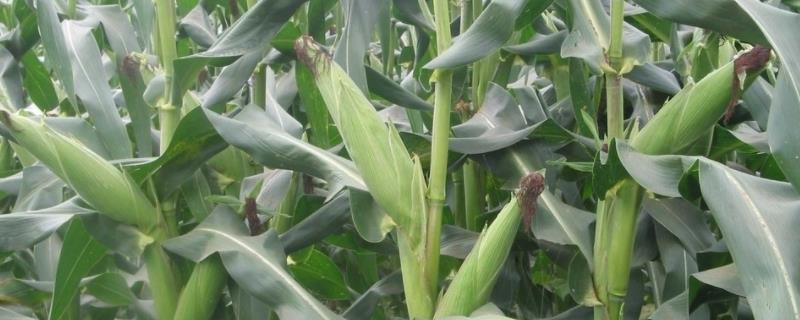 垦沃3号玉米种子特点，亩种植密度4500株