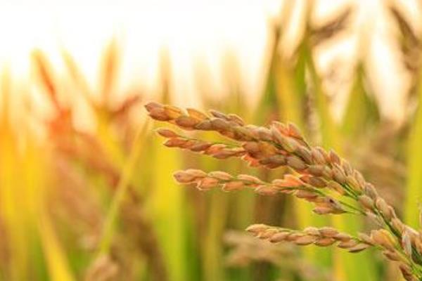 荣优308水稻种子特征特性，每亩有效穗数21.0万穗