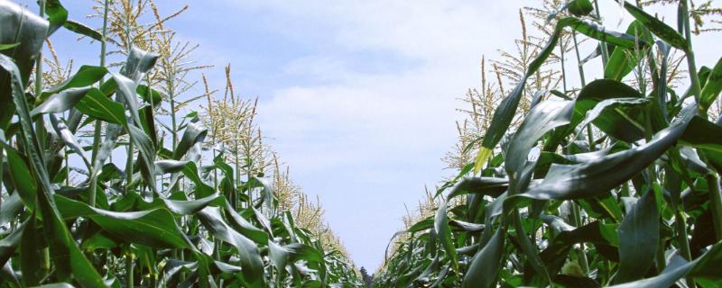 隆单201玉米种子特点，2012年高抗茎腐病