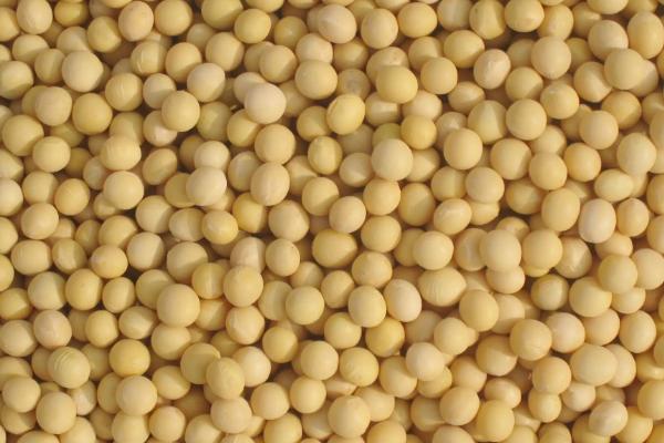 运豆101大豆品种简介，夏播每亩1.4～1.6万株