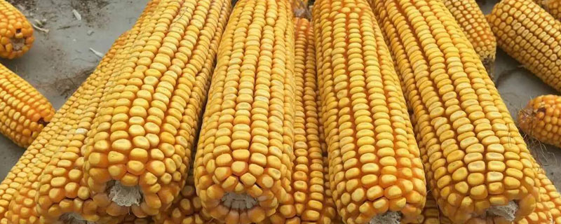 金园15玉米种子特点，中抗茎腐病