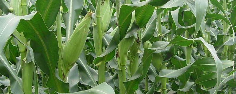 天成103玉米品种简介，高抗茎腐病