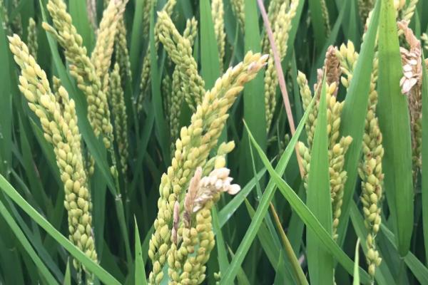 绿达9320水稻品种的特性，每亩有效穗数23.6万