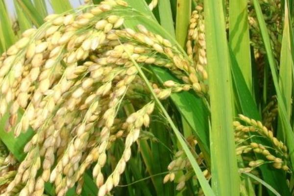 川优065水稻品种的特性，一般5月上旬播种