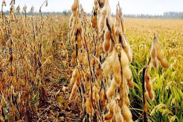 徐豆99大豆种子特征特性，每亩密度1.0万~1.2万株