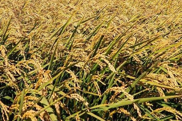 夷优180水稻种子特征特性，每亩有效穗15.9万