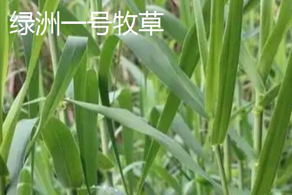 绿洲一号牧草与巨菌草的区别，产量和粗蛋白含量均不同