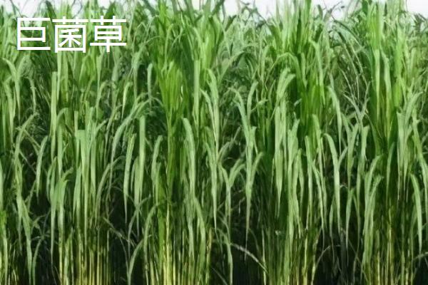绿洲一号牧草与巨菌草的区别，产量和粗蛋白含量均不同