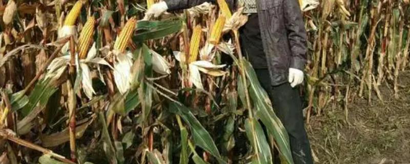 金庆801玉米种简介，出苗至成熟110天左右