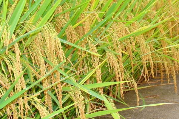 安优607水稻品种简介，每亩有效穗数20.5万