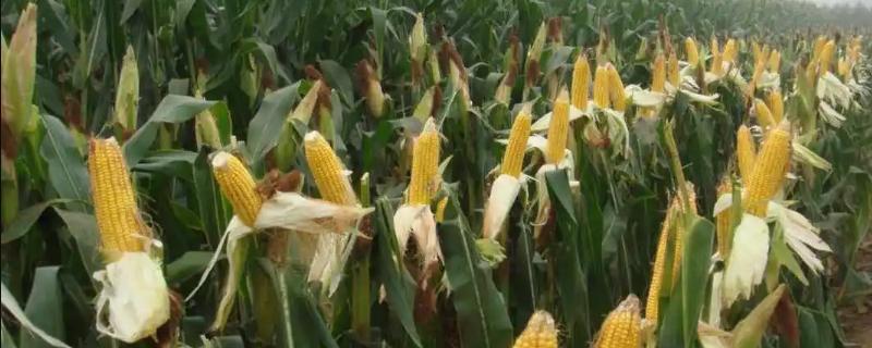 KD5119玉米种子简介，注意防治病虫害