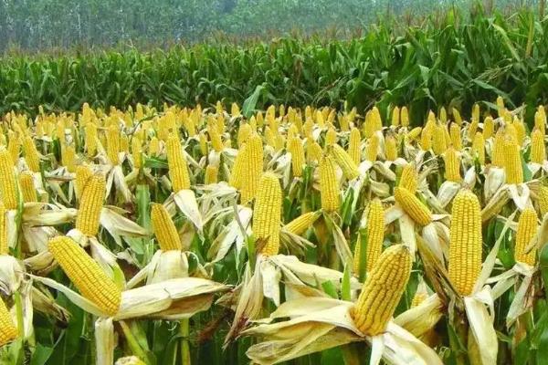 新玉83号玉米种子特点，6月下旬播种