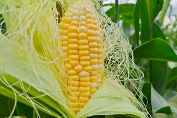 新糯玉12号玉米品种的特性，选择中等肥力以上地块种植