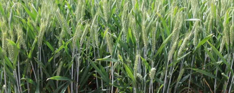 郑麦103小麦品种简介，基本苗以每亩15万左右为宜