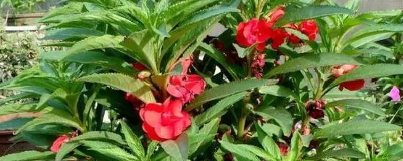 凤仙花如何栽培，播种的时间选择在3-4月份为佳