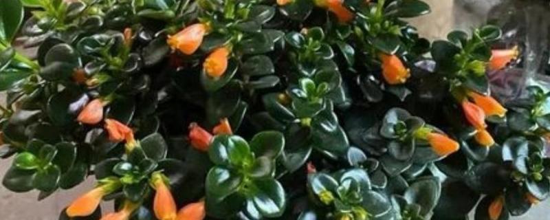 金鱼花水培能不能开花，水培可以开花