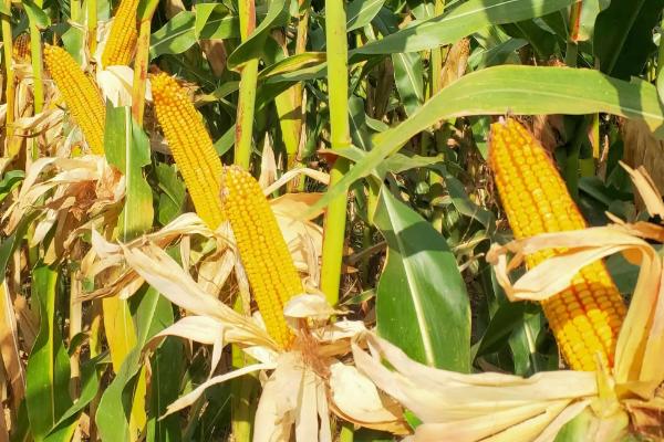 NK971玉米种子特征特性，中等肥力以上地块种植