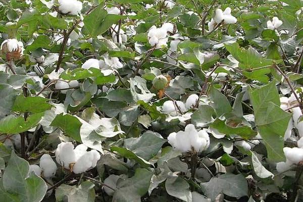 华惠2号棉花种子特点，二代棉铃虫一般年份不需防治