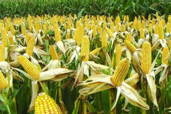 金糯102玉米品种简介，在中等肥力以上地块栽培