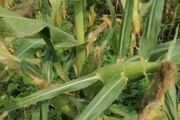 金糯685玉米种子特征特性，以防治地下害虫