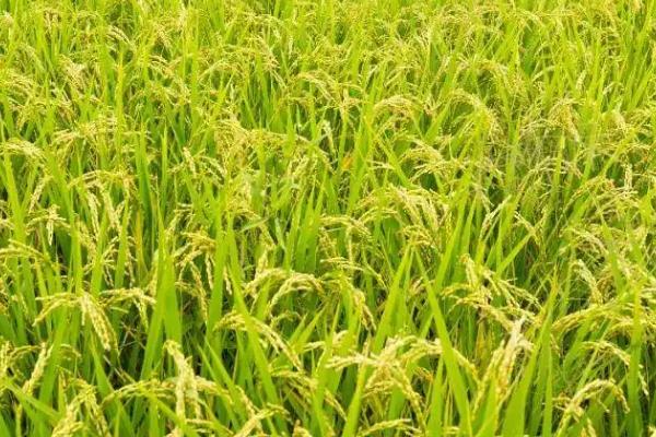 盐粳50水稻品种简介，4月上旬播种