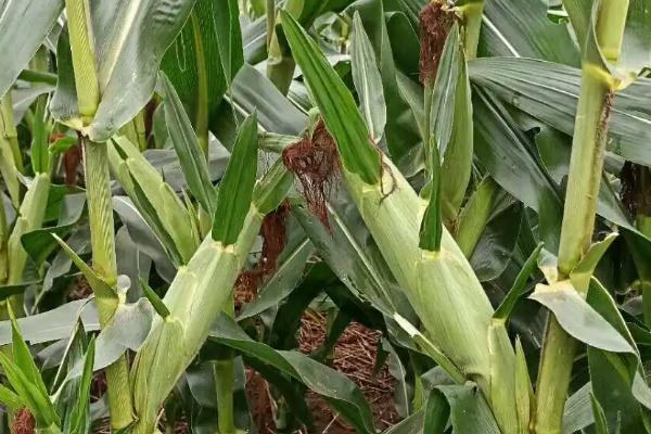 豫安3号玉米品种的特性，防治玉米螟虫