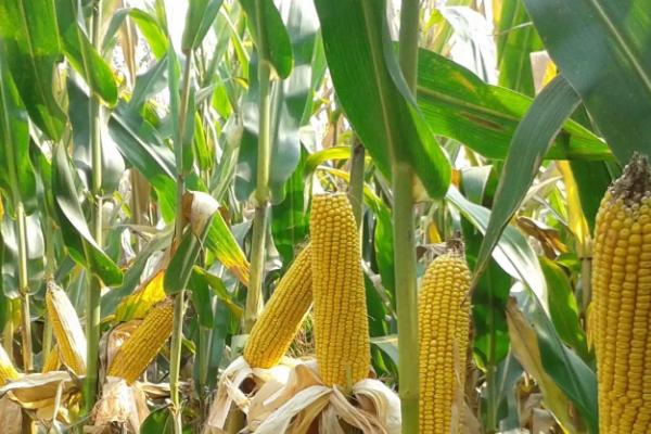 益甜608玉米种子特征特性，每亩种植3000～3200株