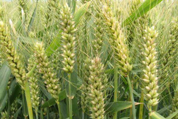 航麦六号小麦种子特点，播种量为9-10kg