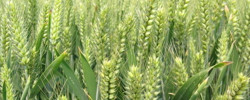 陇春31号小麦品种的特性，亩播种量15-18公斤