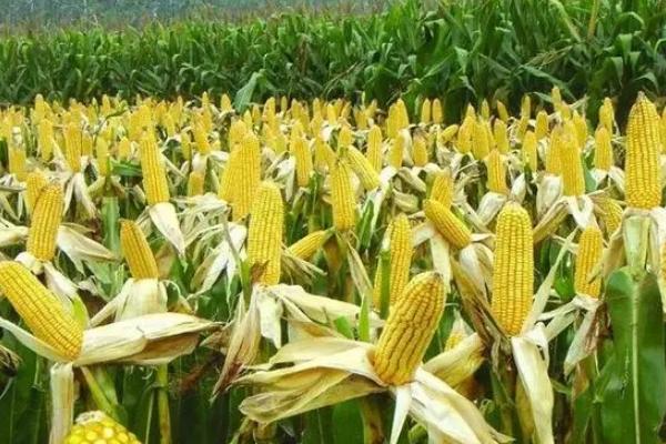 明玉19玉米种子特点，中抗大斑病和茎腐病
