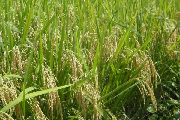 富田2100水稻品种的特性，每亩有效穗数19.7万穗