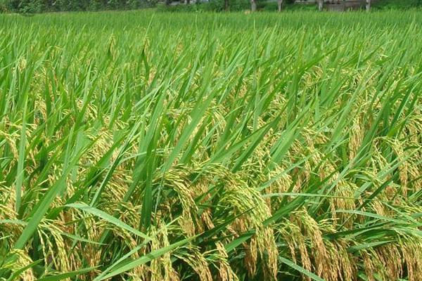 两优3905水稻品种简介，每亩有效穗数14.4万穗
