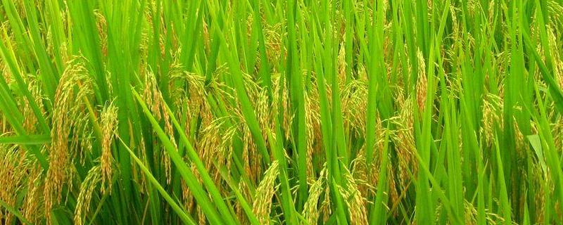 东农426水稻种子特点，着粒密度适中