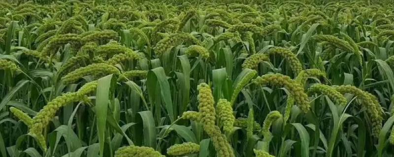 谷子的收获时期和收获方法，挂灰时便可收获