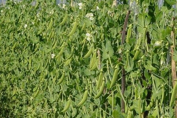 扁豆几月份种植，一般在6-7月份左右播种