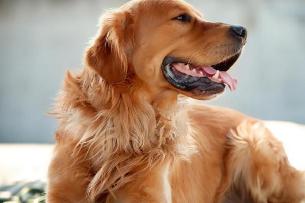 狗狗补钙适合吃什么，羊奶粉、虾米、小鱼干等食物是适宜选择