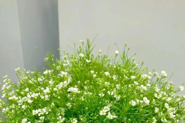 满天星怎么养，生长和开花都需要充足的光照