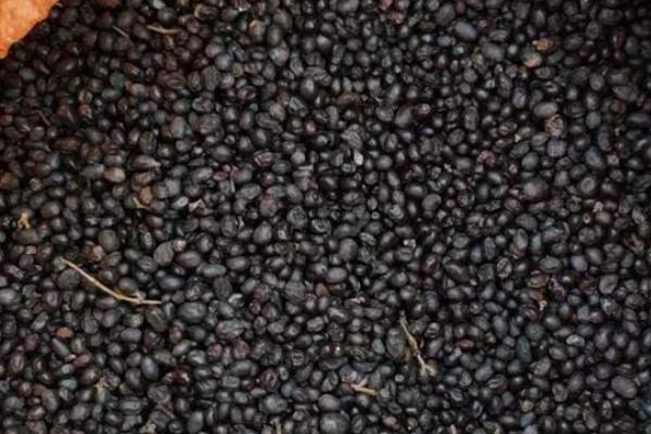 水蜡种子的种植方法，用温水浸泡后再拌入河沙中播种
