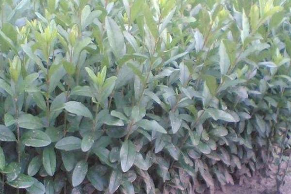 水蜡种子的种植方法，用温水浸泡后再拌入河沙中播种