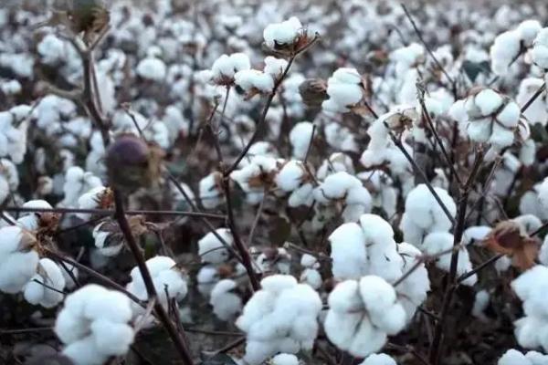 宛268棉花种子特征特性，转抗虫基因常规春棉品种