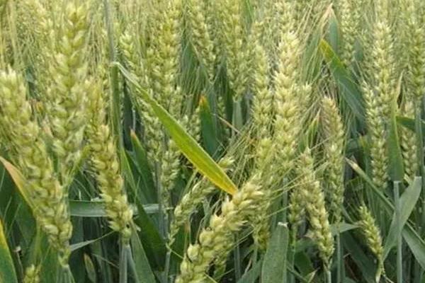 平安11号小麦品种简介，最佳播期10月7～12日