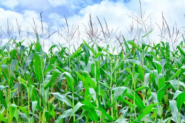 必胜3号玉米品种的特性，每亩种植4000株左右