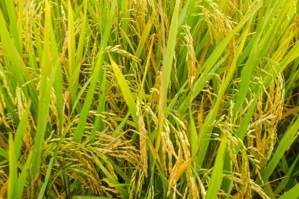 润优318水稻品种简介，特别注意防治稻瘟病