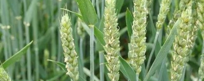 川农29小麦品种的特性，全生育期180天左右