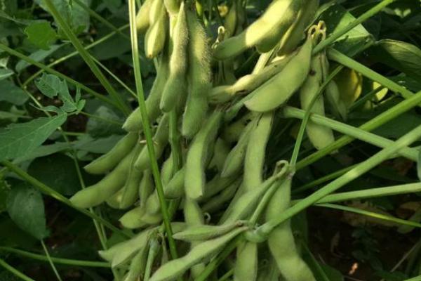 桂春豆106大豆种子特点，在此密度范围内