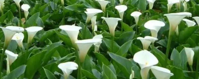送马蹄莲花代表的意思，每种颜色都具有不同的意义